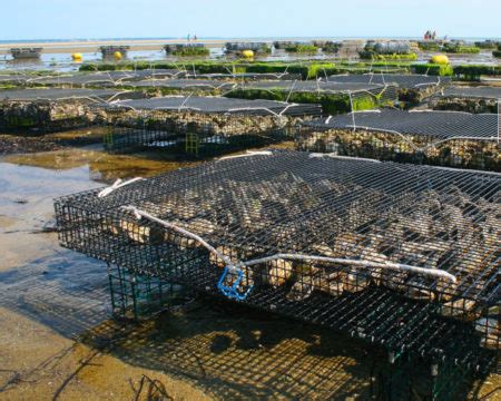 Shellfish Reflect Complex Effects of Climate Change – EarthGen