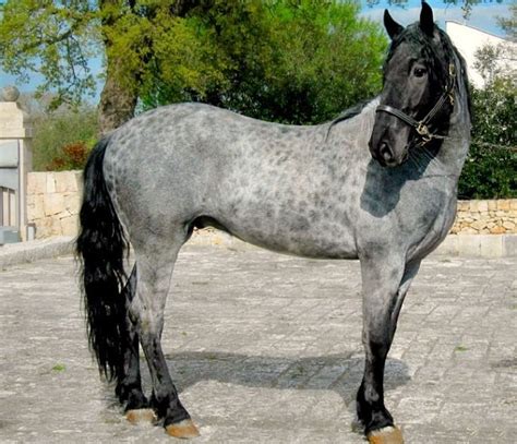 blue roan with reverse dapples | Clydesdale horses, Horses, Unusual horse