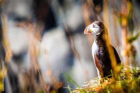 Puffin, cute bird in Iceland Stock Photo | Adobe Stock