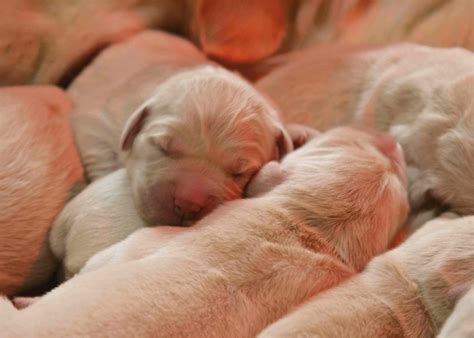 Newborn puppies at Suncrest Golden Retrievers | Suncrest Golden ...