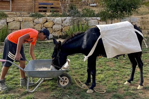 Donkey Behavior: The Ultimate Guide to Knowing Your Long-Eared Friends