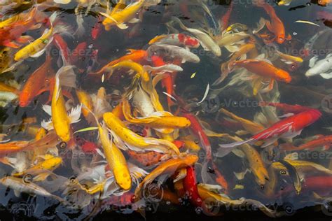 Koi fish in the pond 6075646 Stock Photo at Vecteezy