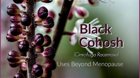 Menopause Natural Remedies Black Cohosh - Menopause Choices