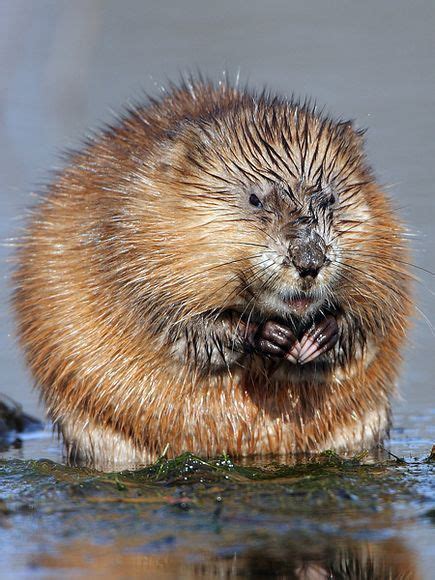 Freshwater Mammal Photos -- National Geographic | Дикие животные, Домашние птицы, Животные