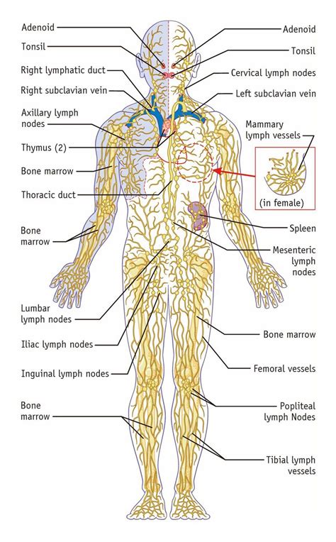 Female Lymphatic System Diagram