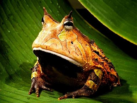 The Amazon Horned Frog only one of many really cool species of anfibians on listmega.com don't ...