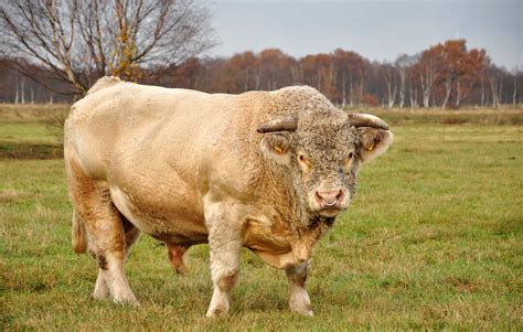 Breeding cattle - Charolais