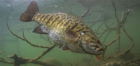 Smallmouth Bass Guide: Habitat, Diet, Life Cycle - FishOnTips