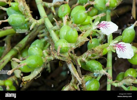 Cardamom Plant Stock Photos & Cardamom Plant Stock Images - Alamy