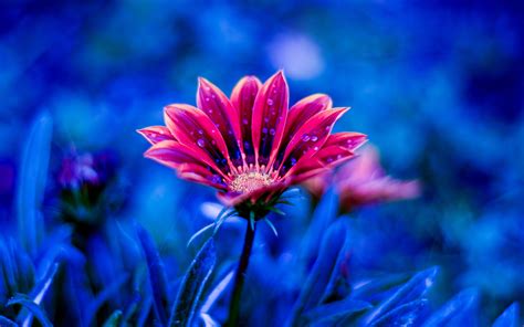 Flowers HD 4k Full Screen Wallpapers - Wallpaper Cave