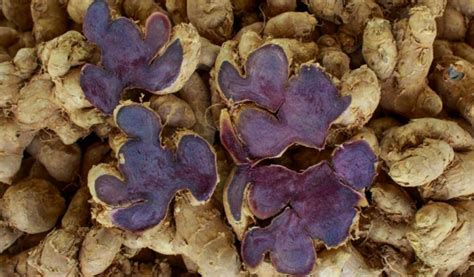 Black Ginger Extract Chinese Suppliers - Xi'an Herb Bio