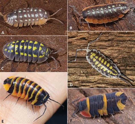 Colourful species of terrestrial isopods: AArmadillidium werneri ...