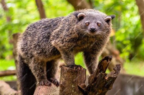 5 Facts about Binturong, a Rare Animal That Smells of Popcorn – Newsdelivers