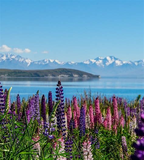 Family Bliss by Lake Tekapo: Kid-Friendly Travel Tips for New Zealand’s ...