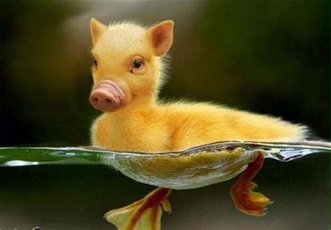 34 Animal Mash-Ups That'll Make You Question The World As You Know It | Animal mashups ...