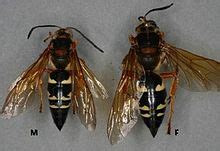 Sphecius speciosus - Wikipedia