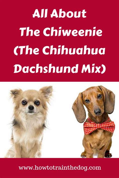 Chihuahua Long Haired Dachshund Mix - Pets Lovers