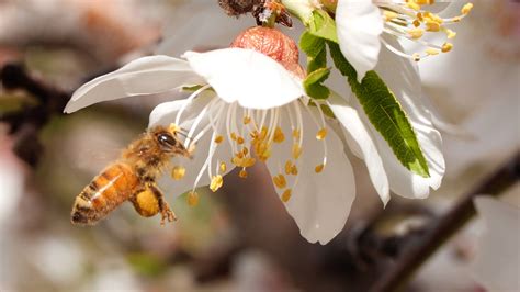 Honey Bees Make Honey ... and Bread? | KQED