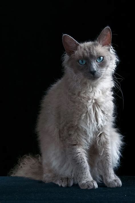 LaPerm Cat Breed Information, Pictures, Characteristics & Facts