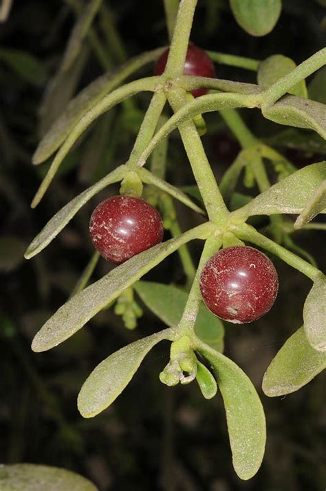 Viscum cruciatum Sieber ex Boiss. | Plants of the World Online | Kew Science