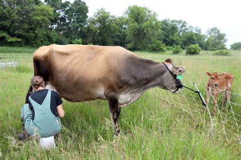 Family Milk Cow Archives - From Scratch Farmstead