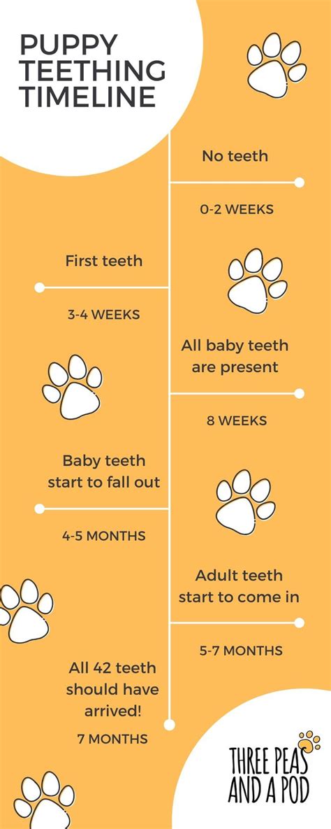 Puppy teething timeline | Three Peas and a Pod Blog | Puppy teething, Puppies tips, Puppy mom