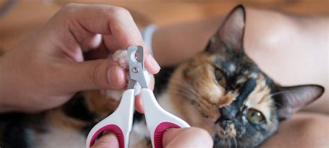 How to Trim Your Cat's Nails