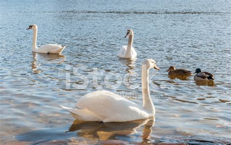 Wild Birds On The Lake Stock Photo | Royalty-Free | FreeImages