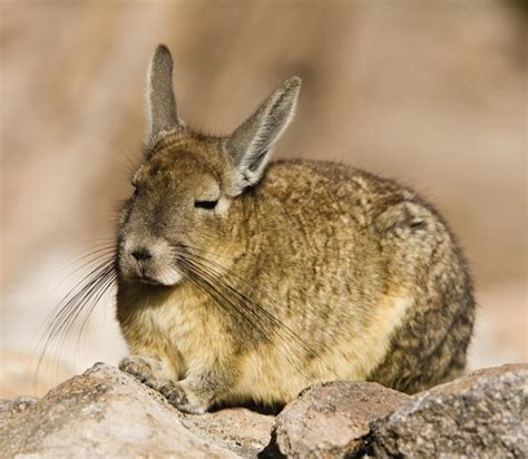 What Are the Different Chinchilla Breeds? (with pictures)