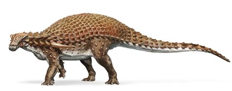 NODOSAUR DINOSAUR SKIN MATCHES ACCOUNTS OF DRAGONS – Evolution is a Myth