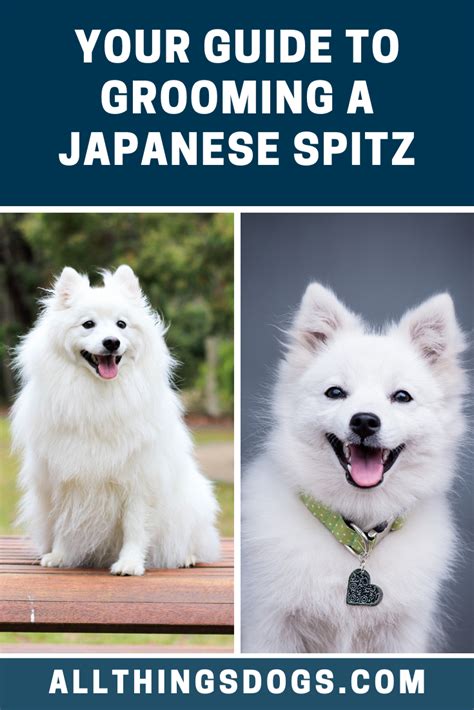 Japanese Spitz Grooming | Japanese spitz, Japanese spitz puppy, Japanese spitz dog