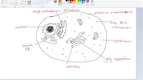 Eukaryotic Cell Diagram And Functions