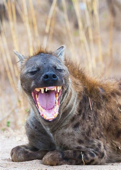 Why Do Hyenas Laugh? Laughing Hyenas 12 Sounds (and What They Mean ...