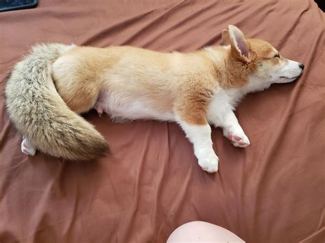 I thought I brought home a corgi not a fox!!! : r/corgi