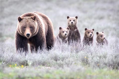 Teton County, Wyoming passes better wildlife regulations — Greater Yellowstone Coalition