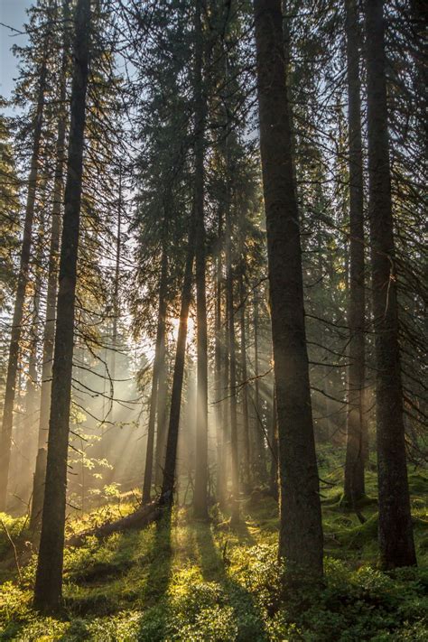 Over 20,000 Hectares of the Oldest Ukrainian Forests are set to Become ...