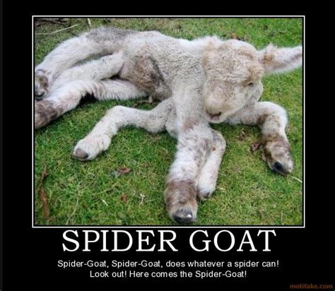 Nerdy But Good At It.: Spider goats