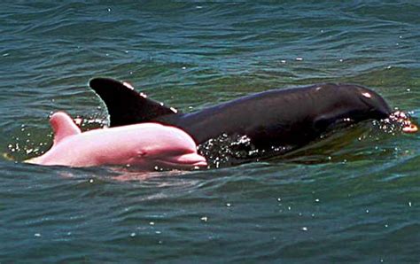 Pink Albino Dolphin » Funny, Bizarre, Amazing Pictures & Videos