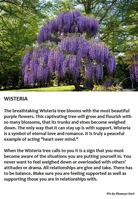 Willow tree symbolism and meaning – Artofit