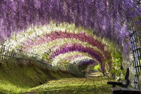 20 Magical Tree Tunnels You Should Definitely Take A Walk Through