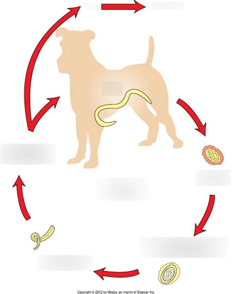 Roundworm Life Cycle (Canine) Diagram | Quizlet