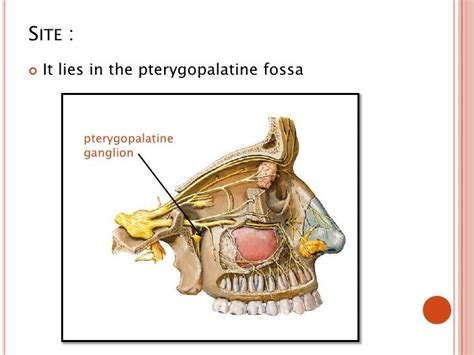 pterygopalatine ganglion