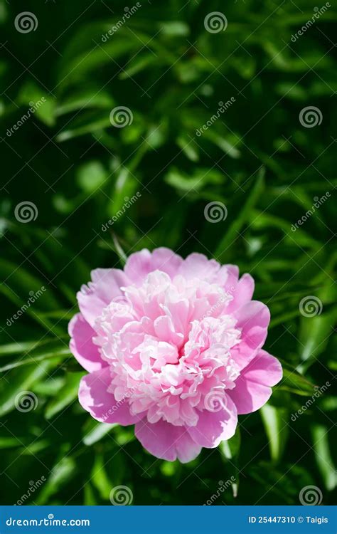 Pink peony flower stock photo. Image of botany, colorful - 25447310