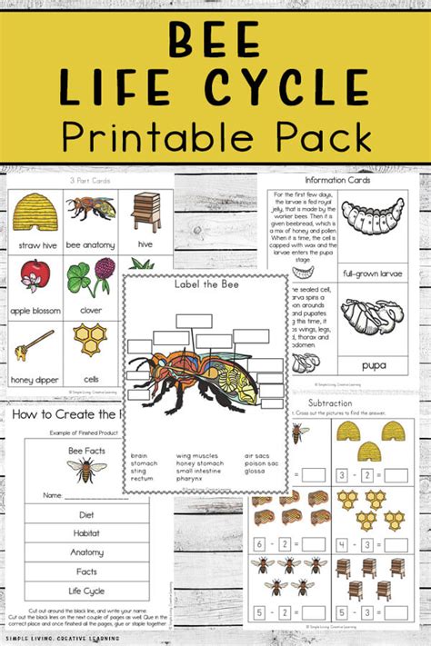 Printable Bee Life Cycle Worksheet - Printable Templates