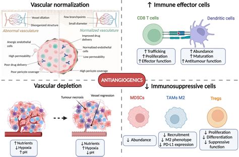 Frontiers | Current and emerging anti-angiogenic therapies in ...