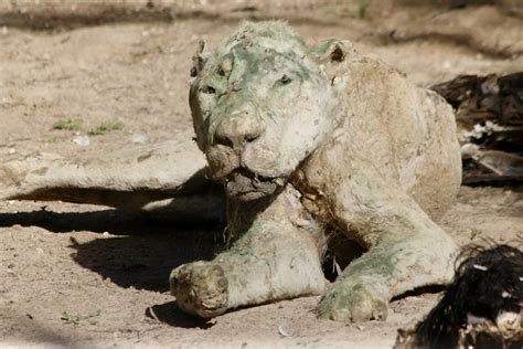 Dead animals found in a zoo on the gaza strip - Mirror Online