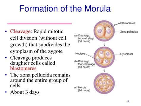 PPT - Lab Activity 35 PowerPoint Presentation, free download - ID:5502754