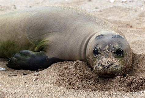 Hawaii visitors warned to stay away from monk seals