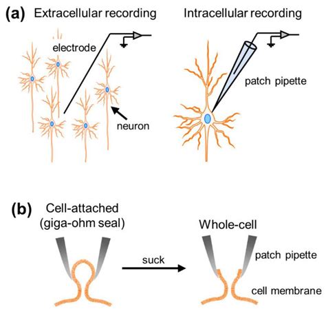 A review of in vivo whole-cell patch clamp studies – FENQ