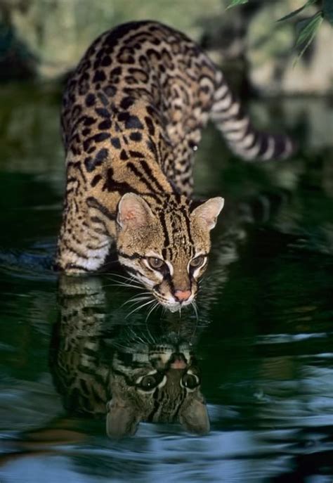 137 best images about *** OCELOT + MARGAY *** on Pinterest | Terry o'quinn, Pets and Rainforests